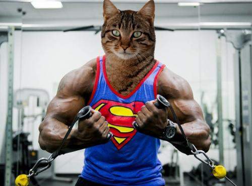  - (Katze, Bodybuilding)