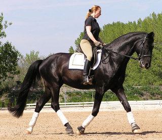 Durchs Genick - (Pferde, reiten, Genick)
