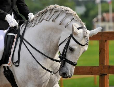 Rollkur - (Pferde, reiten, Genick)