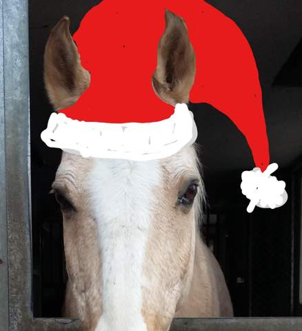  - (kaufen, Pferd, Weihnachten)
