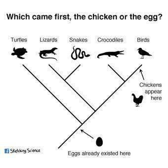  - (Biologie, Eier, Huhn)