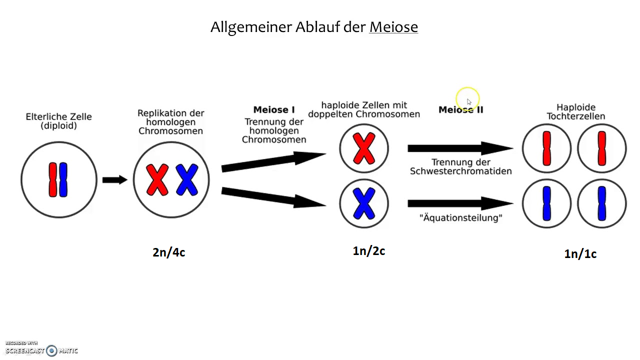 Chromosomensatz Der Tochterzellen Meiose www.gutefrage.net