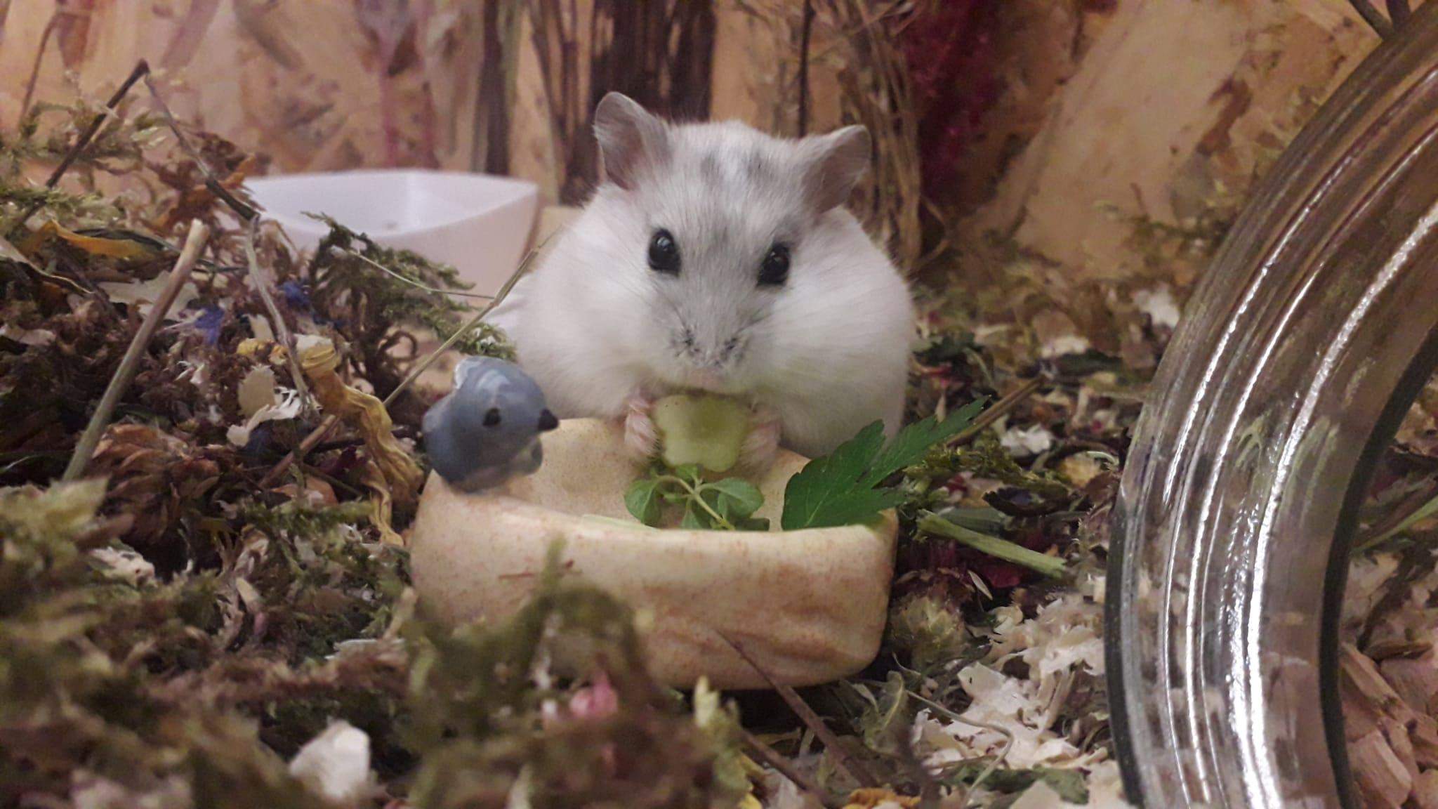 Weißer dsungarischer Zwerghamster? (Tiere, Biologie, Haustiere)