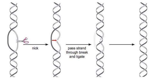Unterschied Helikase, Topoisomerase? (Biologie, Genetik, Enzyme)