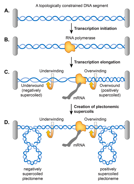 Unterschied Helikase, Topoisomerase? (Biologie, Genetik, Enzyme)