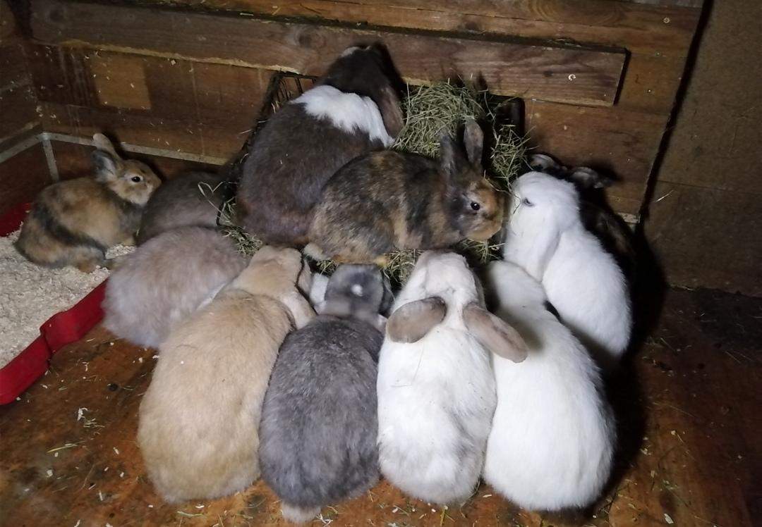 Wie viele Kaninchen habt ihr? (Tiere, Haustiere, Kaninchenhaltung)