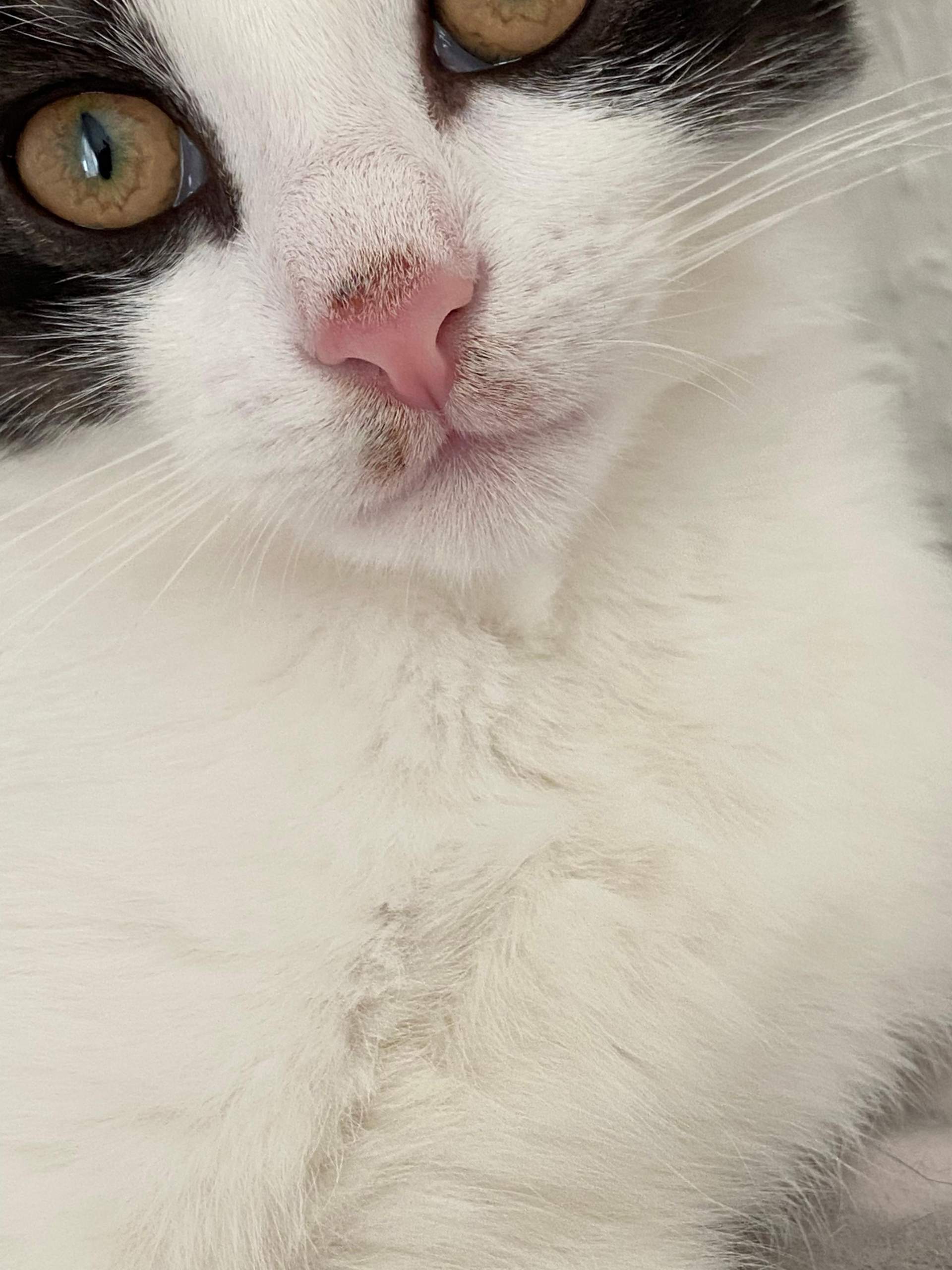 Katze hat schwarze, harte Flecken an der Lippe? (Gesundheit)