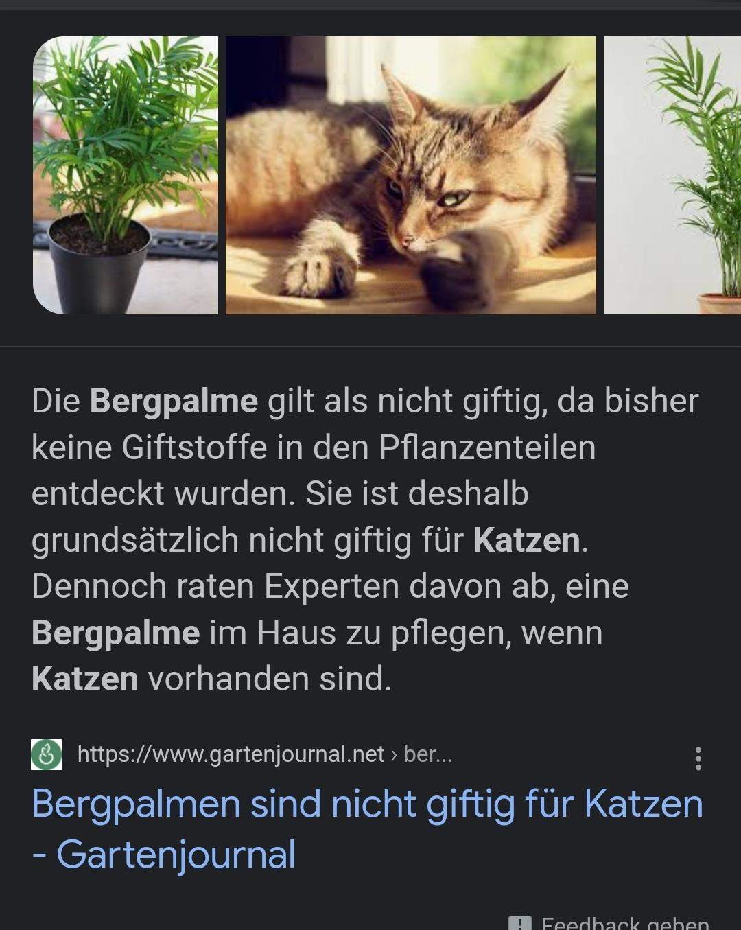 Sind diese Pflanzen giftig für meine katze? (Kater, Katzenhaltung