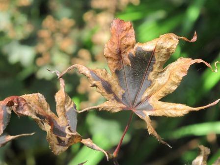 Roter Fächerahorn krank 1 - (Pflanzen, Garten, Baum)
