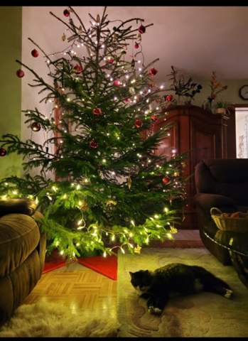  - (Katze, Weihnachten, Weihnachtsbaum)
