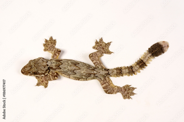  - (Reptilien, Thailand, Gecko)