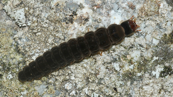 - (Insekten, Schädlinge, Käfer)