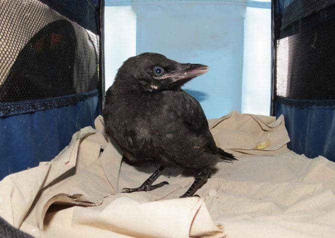 Wie Alt Werden Krähen Wikipedia Ist das wirklich eine Babykrähe? (Vögel, Krähen)