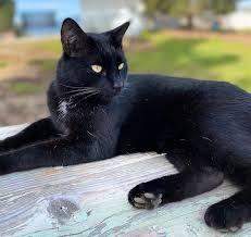 Warrior Cats Katzen Bilder In Echt Katze warrior-cats-katzen-bilder-in-echt-katze