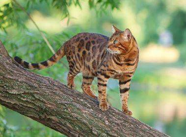 warrior-cats-katzen-bilder-in-echt-katze