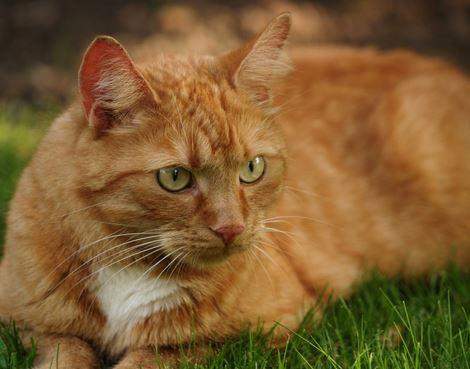 Warrior Cats Katzen Bilder In Echt Katze warrior-cats-katzen-bilder-in-echt-katze