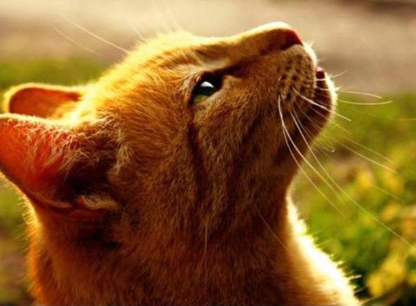 Warrior Cats Katzen Bilder In Echt Katze warrior-cats-katzen-bilder-in-echt-katze