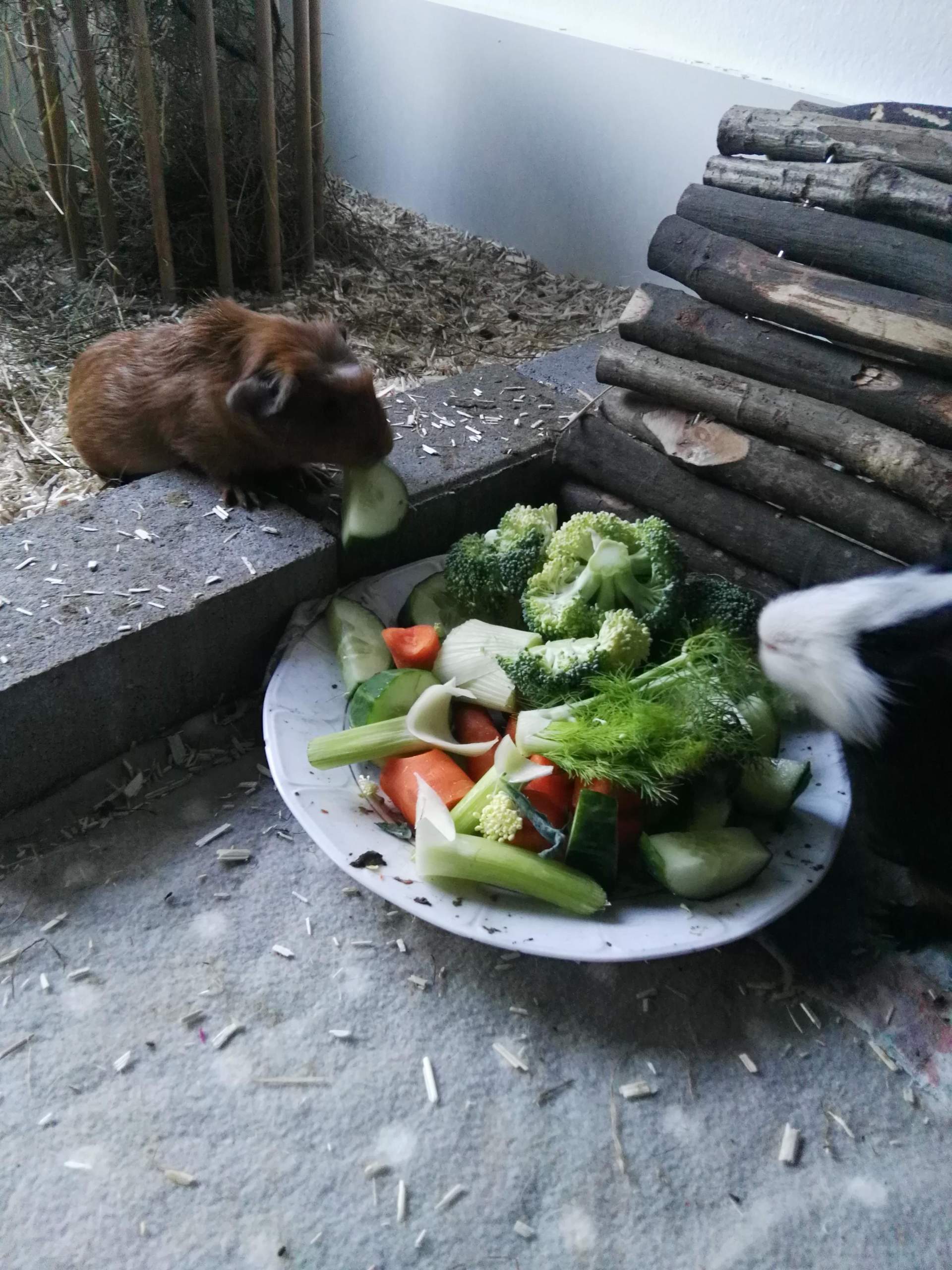 Was sollte man Meerschweinchen zu essen geben? (Gesundheit, Ernährung, Futter)