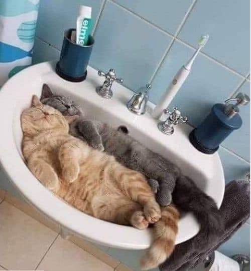 Mein Kater miaut jede Nacht? (Tierarzt, Tierhaltung, Katzenjunges)