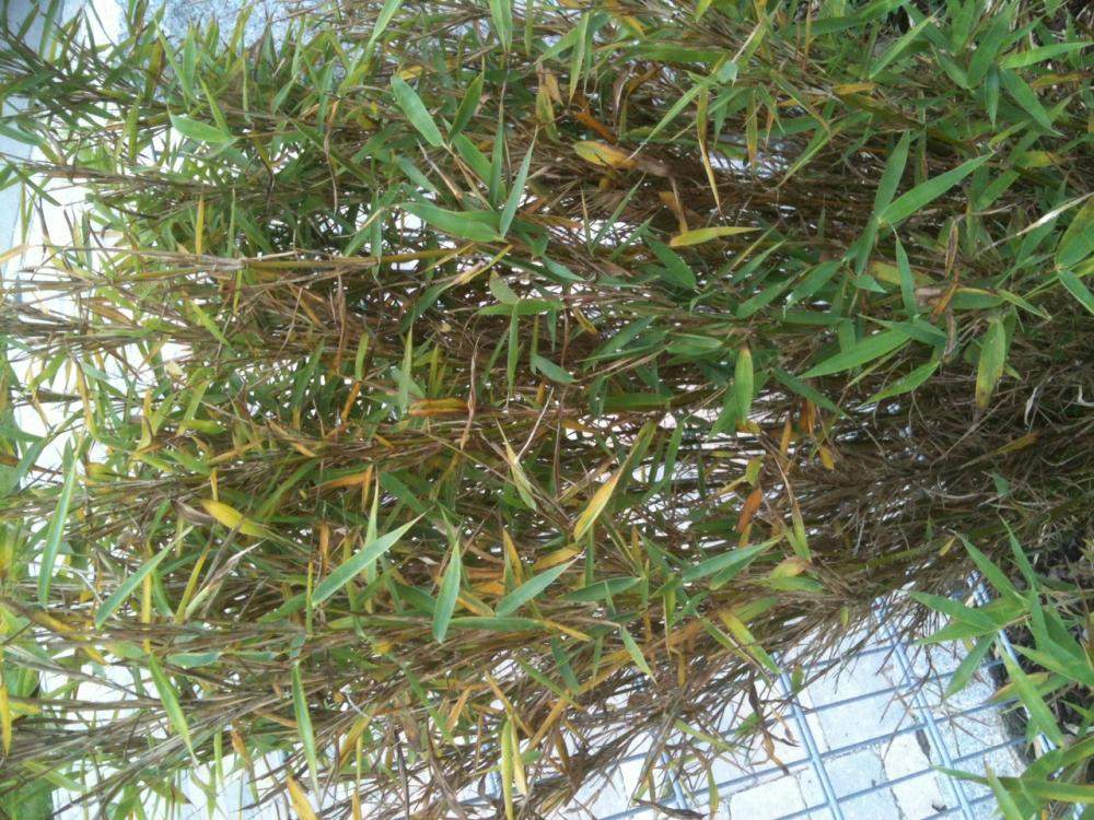 Bambus im Garten grau und trocken