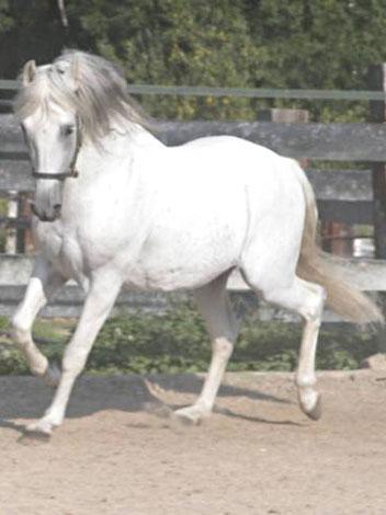 Berber - (Pferde, reiten, Rasse)