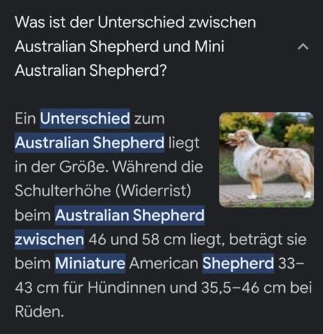  - (Hund, Hunderasse, Australian Shepherd)
