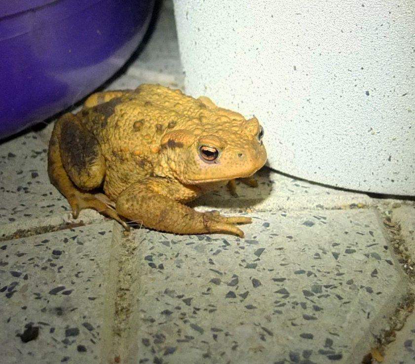 Können Kröten/Frösche im Garten ohne Teich überleben? (Deutschland