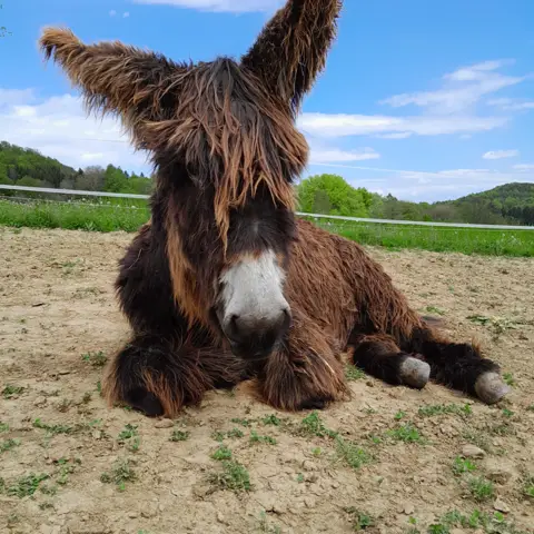 Spanish Mule Rspfn Ein paar Fragen über die Eselrasse Zamorano Leones? (Rasse, Esel)