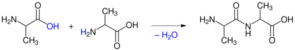  - (Reaktionsgleichung, Strukturformel, Aminosäuren)