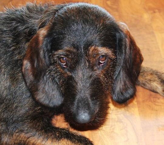 Mein Hund hat kein weiches Fell… (Fellpflege, stumpf)