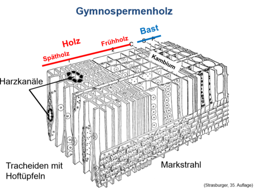 Tracheide Baum im Mikroskop finden? (Biologie, Bio, Botanik)