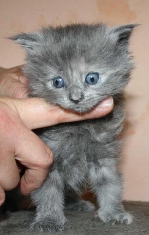 - (Augen, Katzenbaby)
