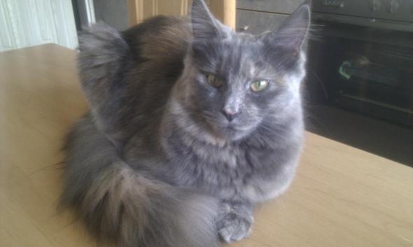 - (Augen, Katzenbaby)