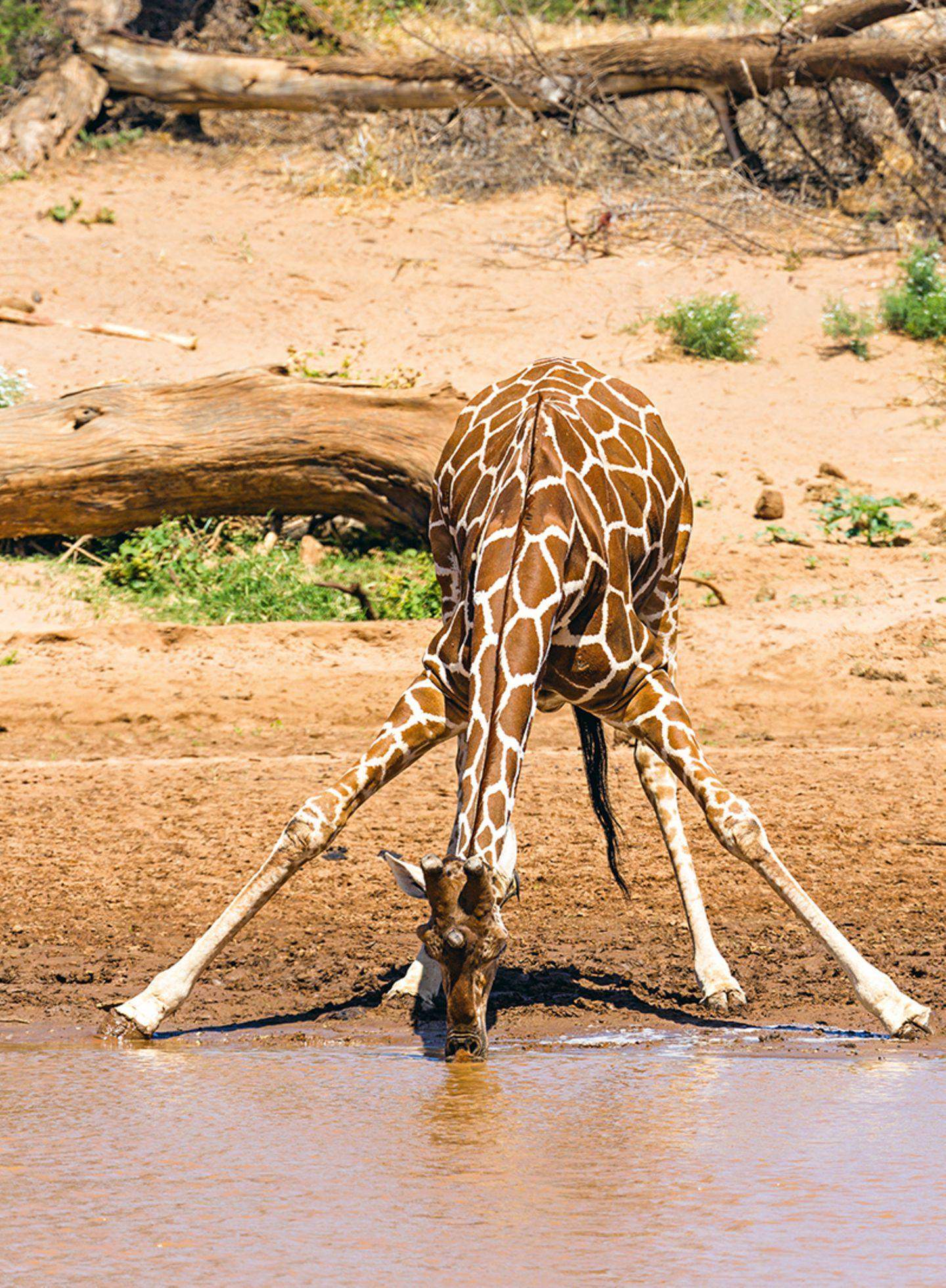 Warum haben eigentlich Giraffen so einen langen Hals? (Biologie, Schafe