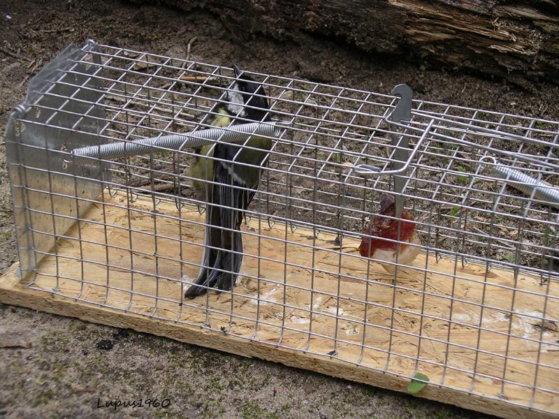 Nagetiere im Haus und Garten, was tun? (Maus, Futter, Ratten)