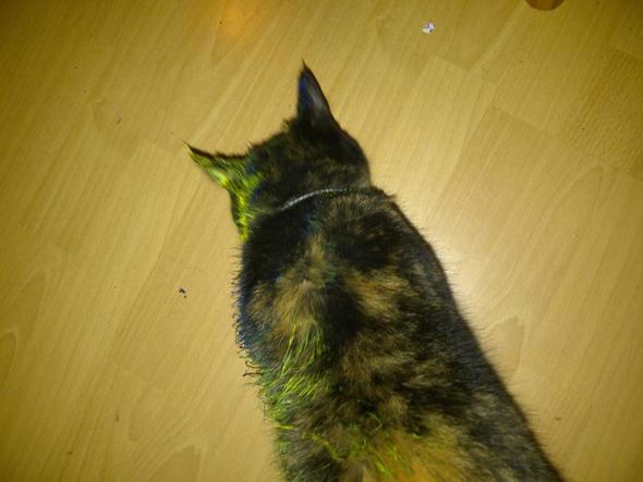 sina - (Katze, Farbe, Ratgeber)