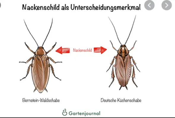  - (Schädlinge, Käfer, Ungeziefer)