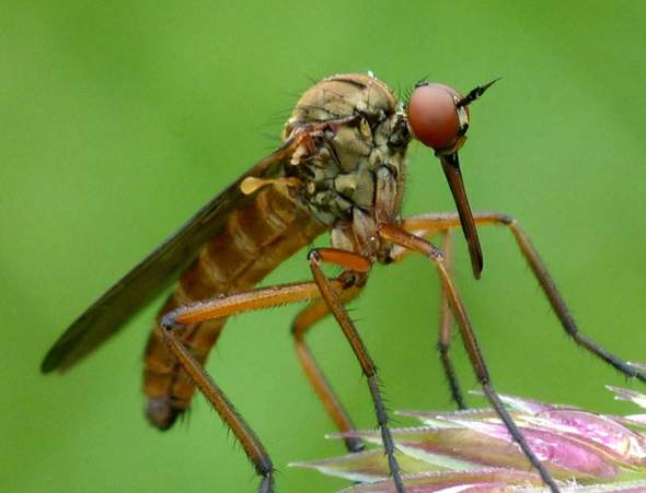 - (Tod, Natur, Insekten)
