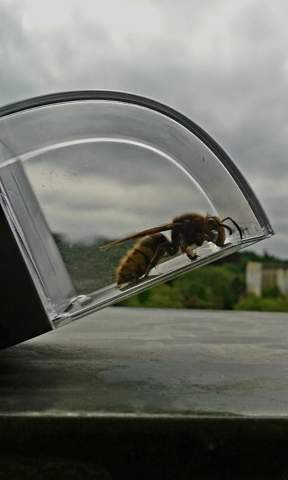  - (Insekten, Stich, Bienen)