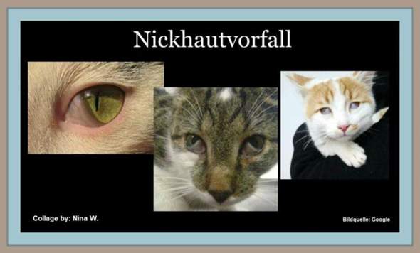  - (Katze, Augen, Tierarzt)