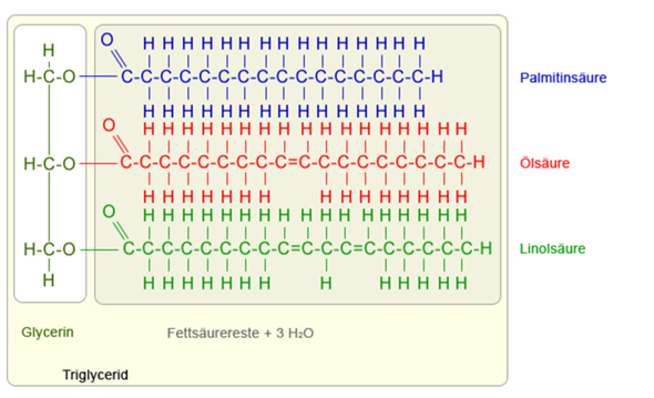 Chemie Fette? (Moleküle, organische Chemie, Strukturformel)