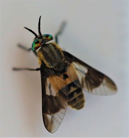 - (Insekten, Ungeziefer, Mücken)