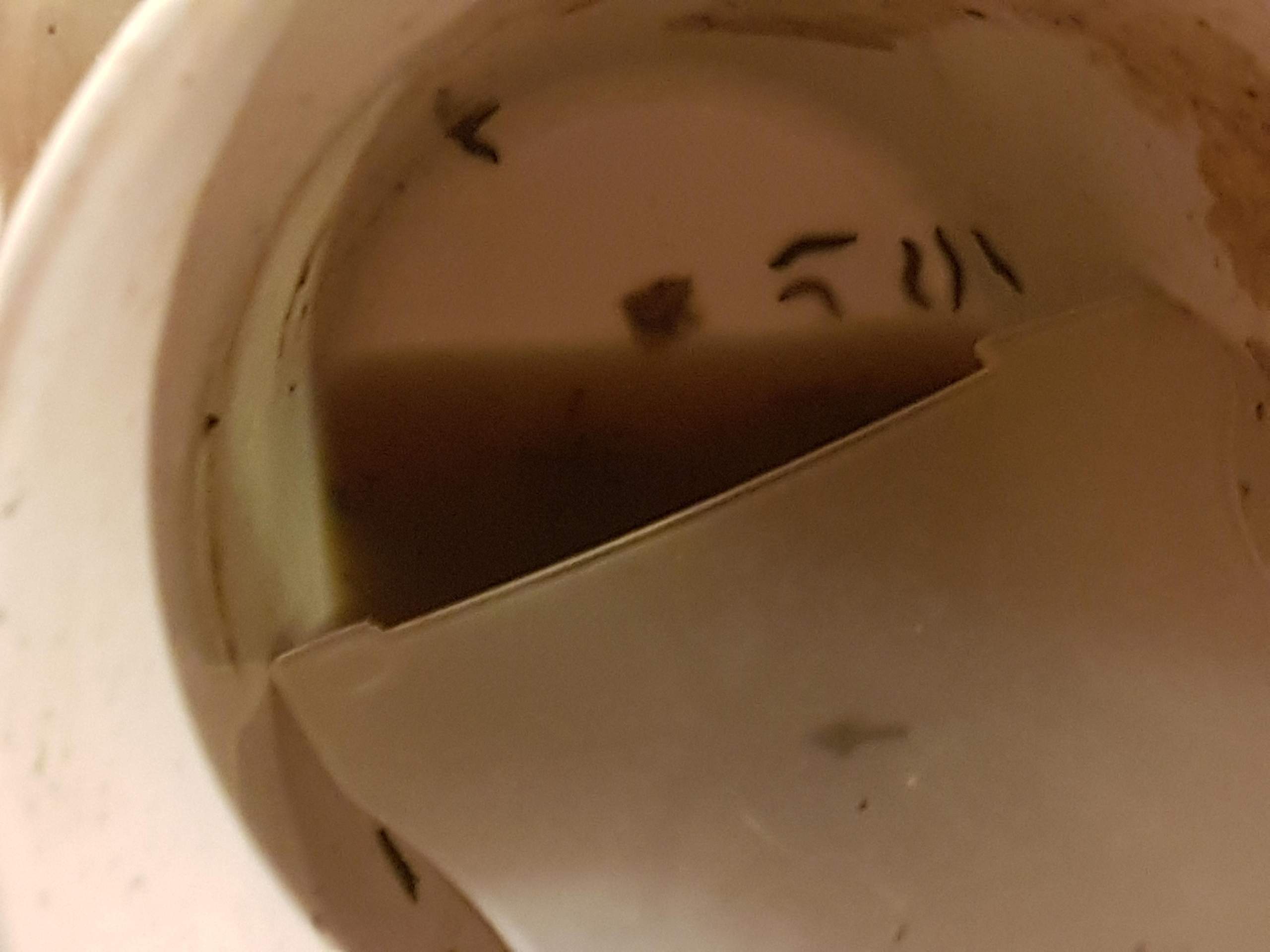 Wie heißen die kleinen schwarzen Würmer im Abfluss? (Badewanne)