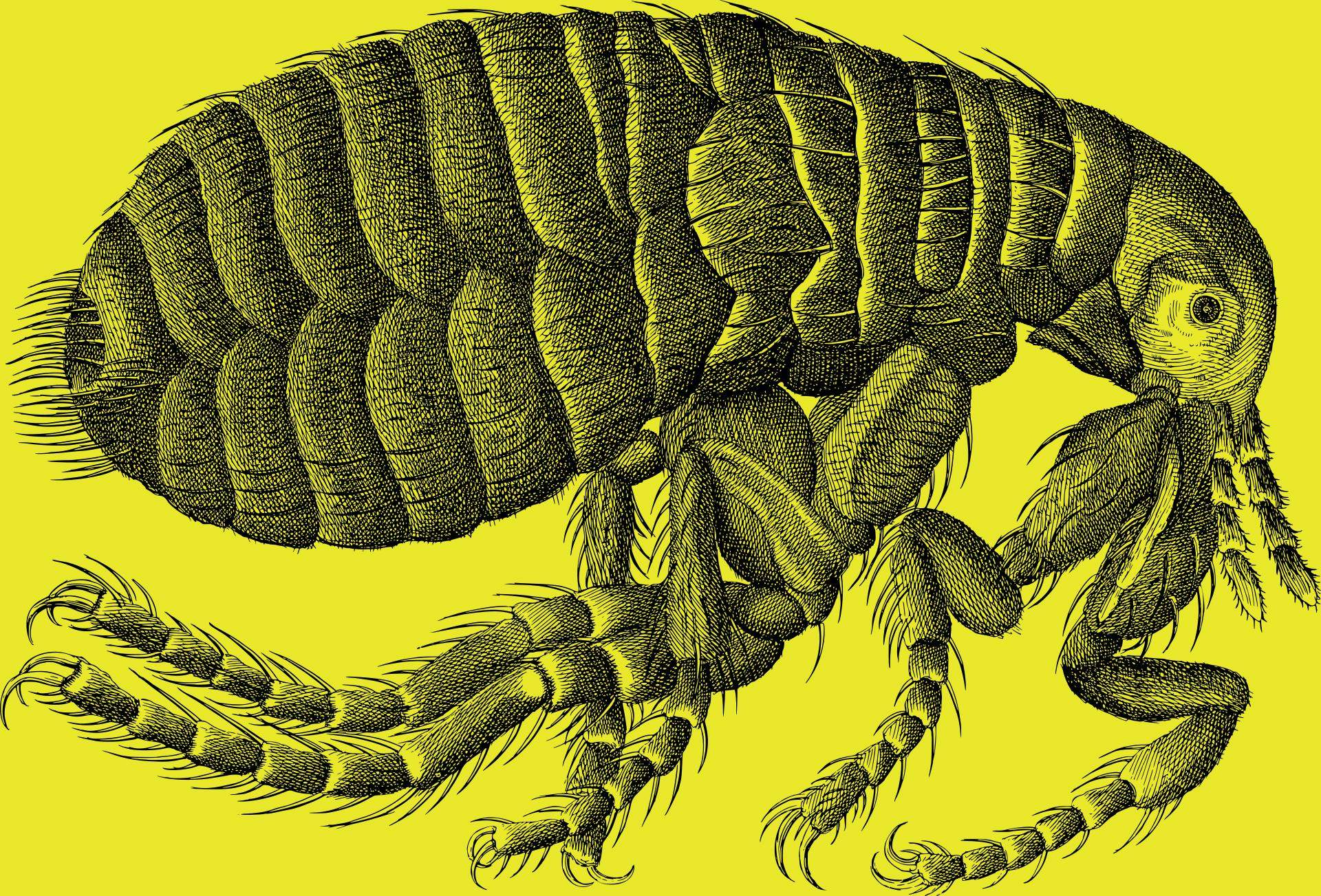 Wie Groß Ist Ein Floh Hilfe, ist das ein floh? (Ungeziefer, Parasiten)