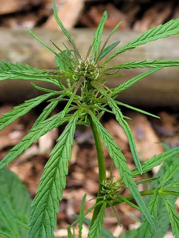  - (Pflanzen, Cannabis, Gras)