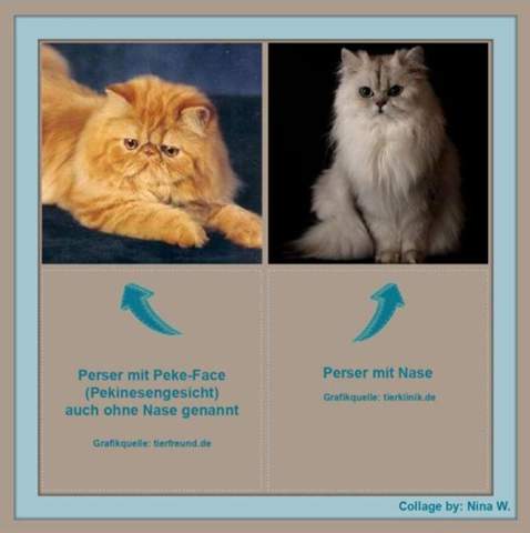  - (Katze, Tierarzt, Tiermedizin)