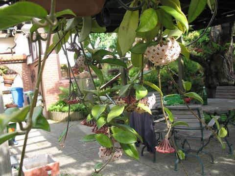 Cissus antarctica Cissus antarctica