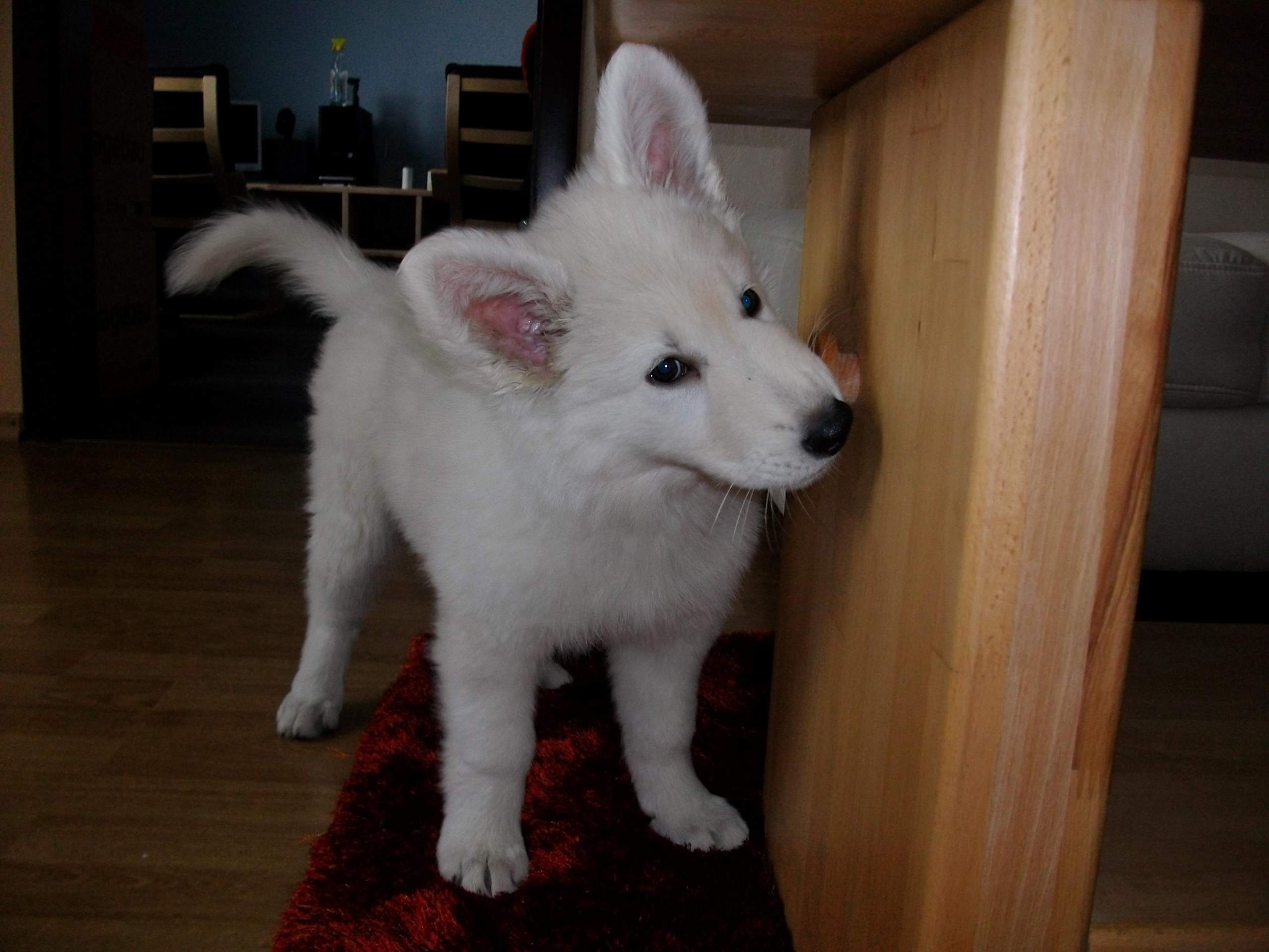 Welpen alleine durch die Wohnung lassen? (Hundeerziehung, Hundehaltung