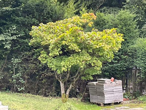 - (Sommer, Wetter, Klima)