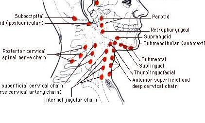 Knubbel Am Hals Bzw Kleine Kugel Was Kann Das Sein Knoten Knubbel Am Hals Bzw Kleine Kugel Was Kann Das Sein Knoten